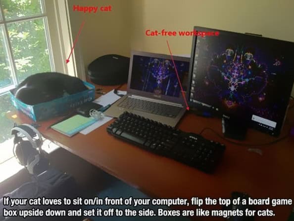 cat life hacks