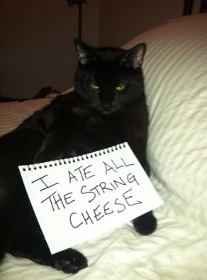 cat shaming photos