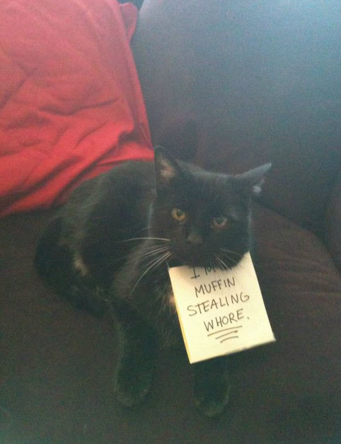 cat shaming pictures