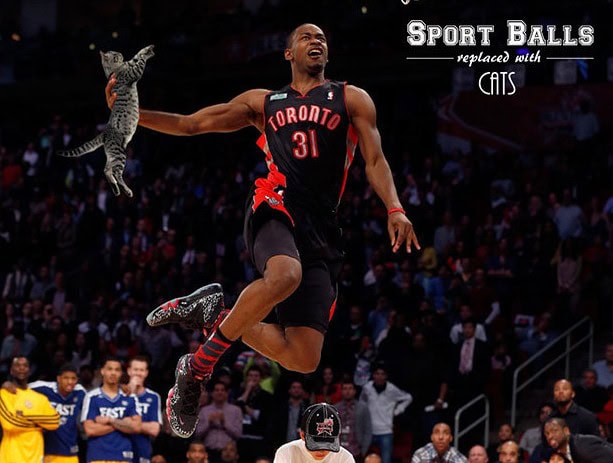 cat sports