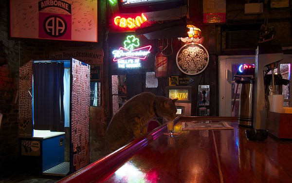 cat at a bar drinking
