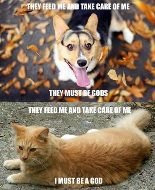 cats-vs-dogs