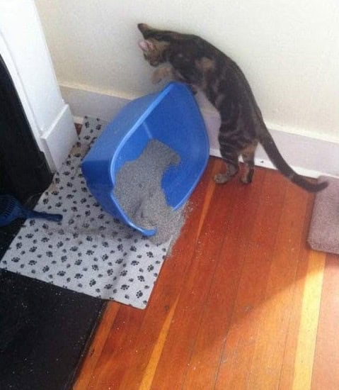cats are jerks