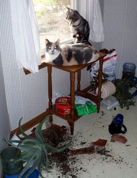 cats are jerks gallery
