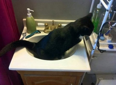 cats are jerks pics