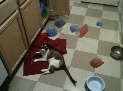 cats being aholes