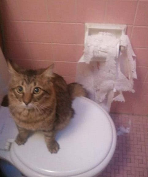 cats being assholes
