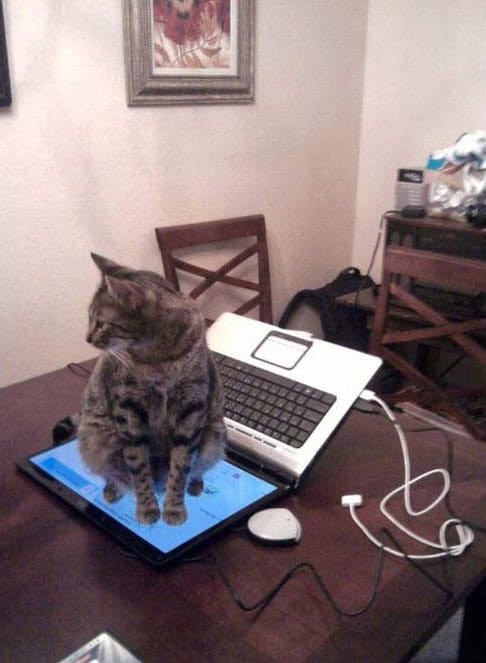cats being jerks