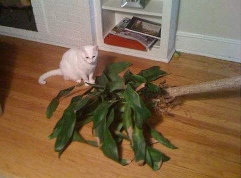 cats being jerks funny