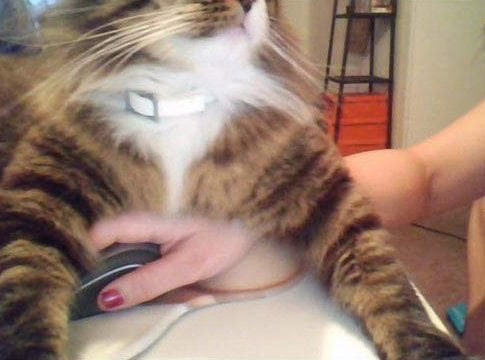 cats being jerks gallery