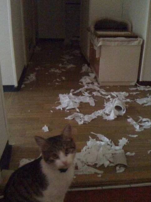 cats being jerks pics