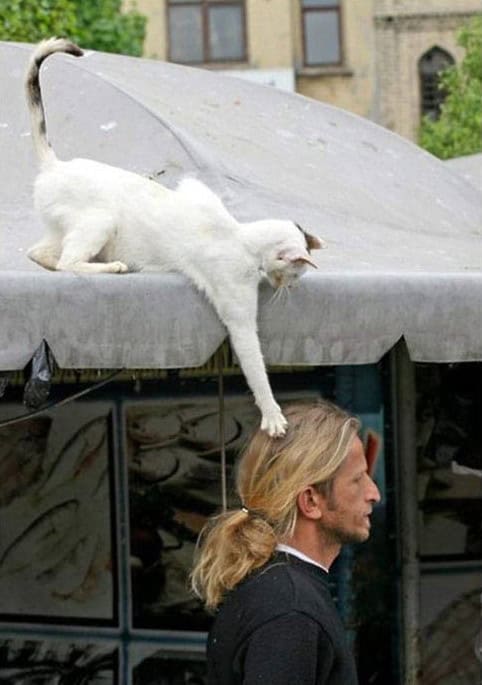 cats being jerks reddit