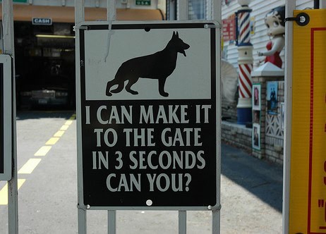 challenge accepted dog