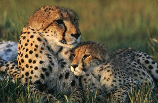 cheetah no neck