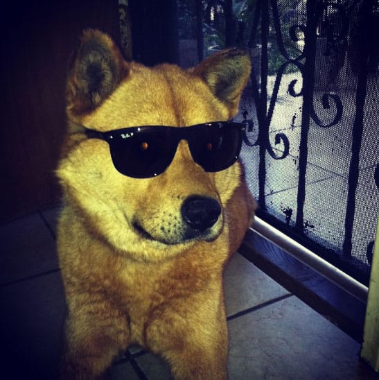 coolest-dog-ever
