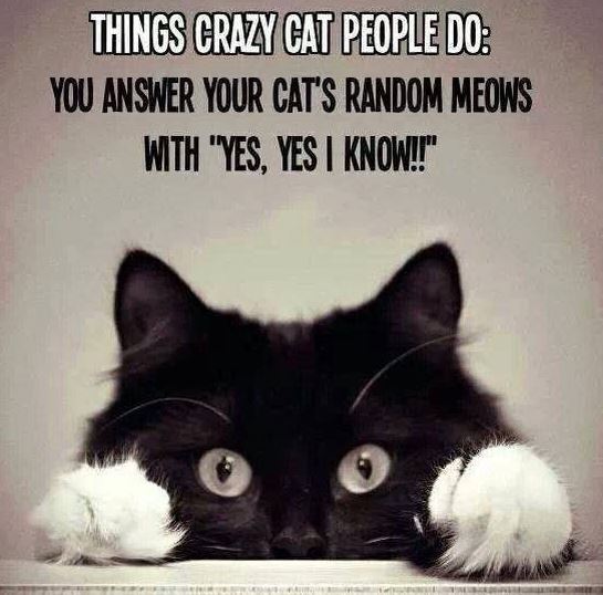 crazy cat people