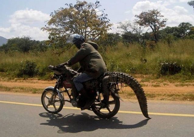 crocodile motorcycle