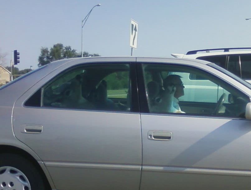 deer car