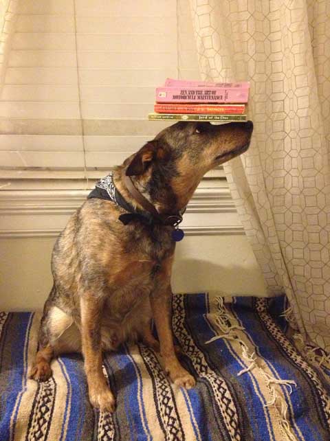 dog-balance-things