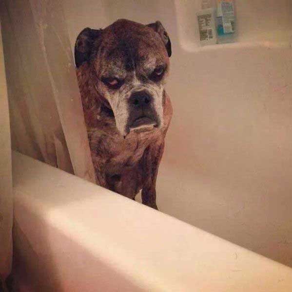 dog-bath-funny