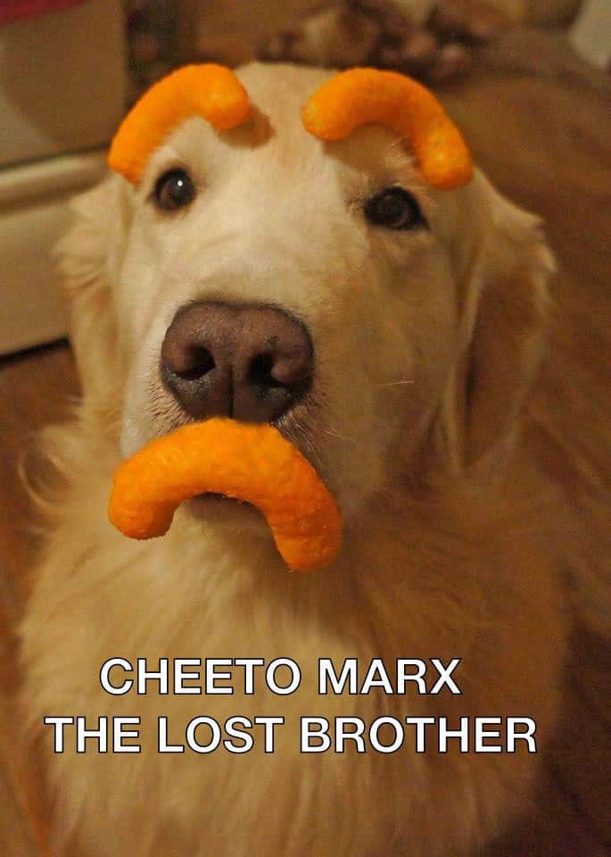 dog-cheetos