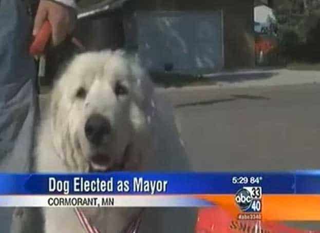 dog-elected-as-mayor