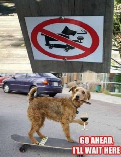 dog-funny