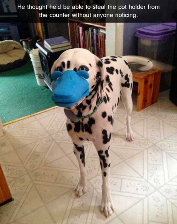 dog-pot-holder