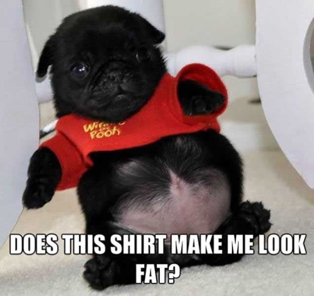 dog-shirt