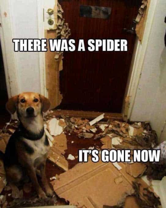 dog-spider