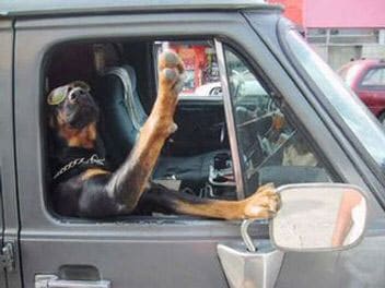 dog-waving