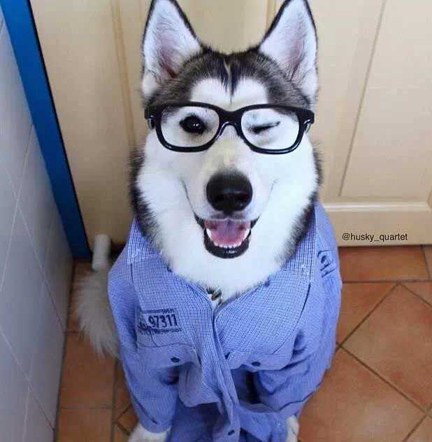 dog-wink