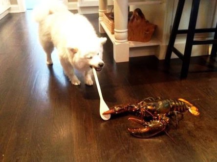 dog lobster
