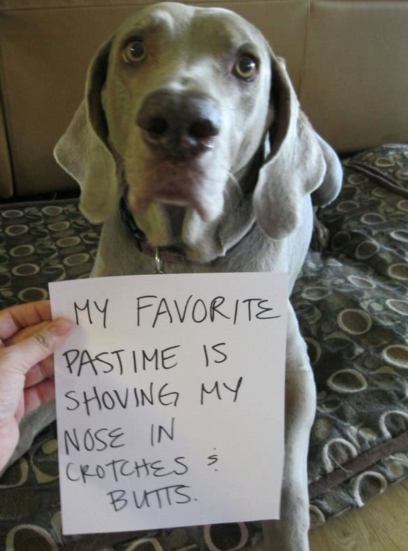 dog scarlett letter