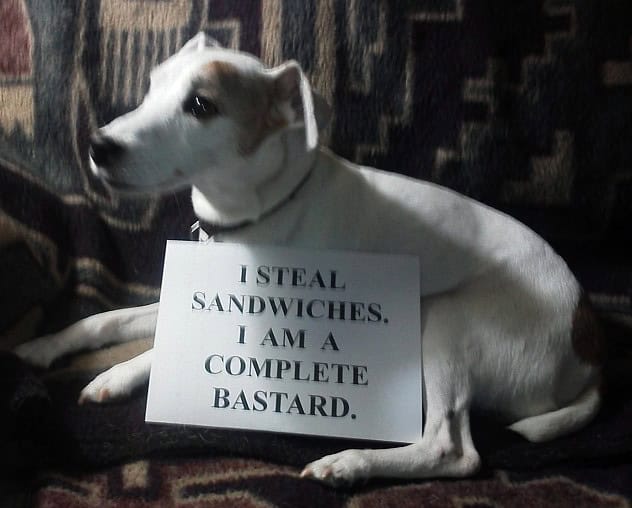 dog shaming bastard