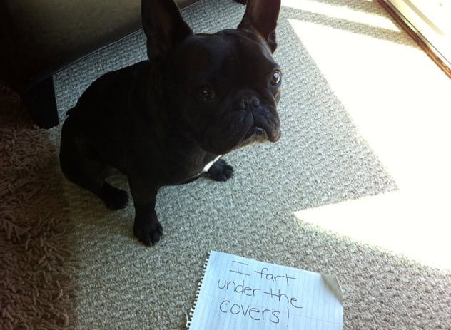 dog shaming best of