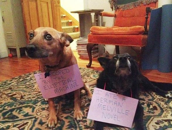 dog shaming books