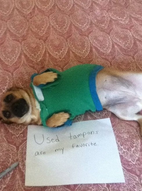 dog shaming gallery