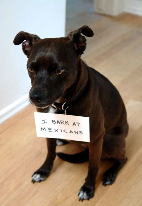 dog shaming mexicans