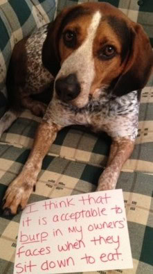 dog shaming photo gallery