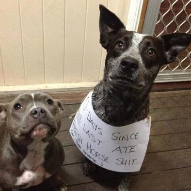 dog shaming poop