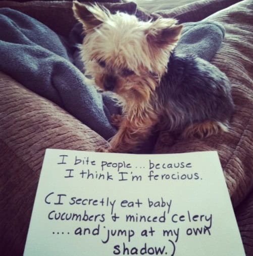 dog shaming sign
