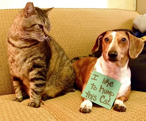 dog shaming tumblr