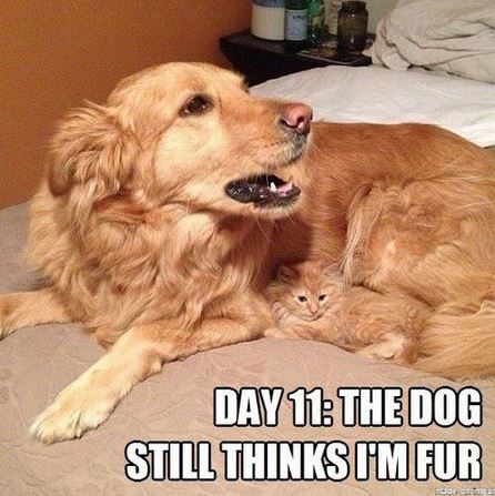 dog still thinks im fur