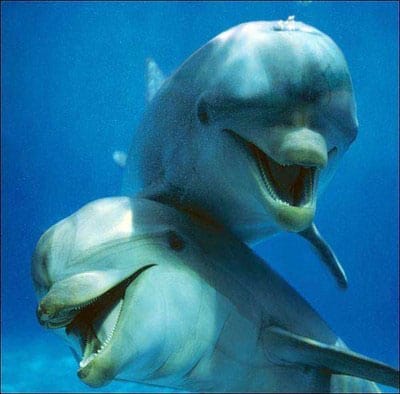 dolphin-selfie