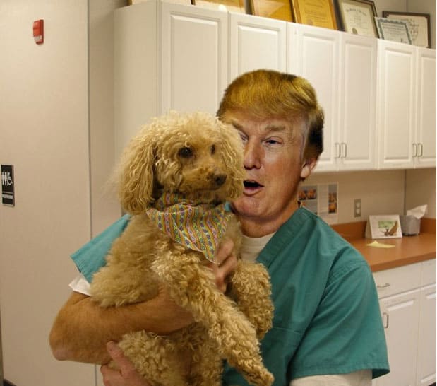 donald-trump-real-job