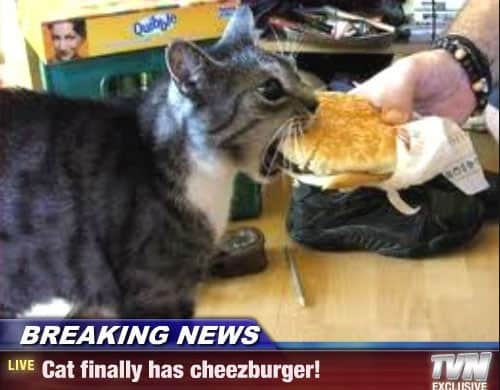 dream-come-true-cat