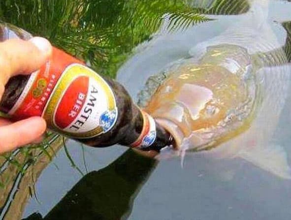 drinking-like-a-fish