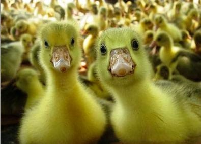 duck-selfie