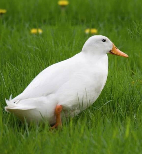 duck without neck